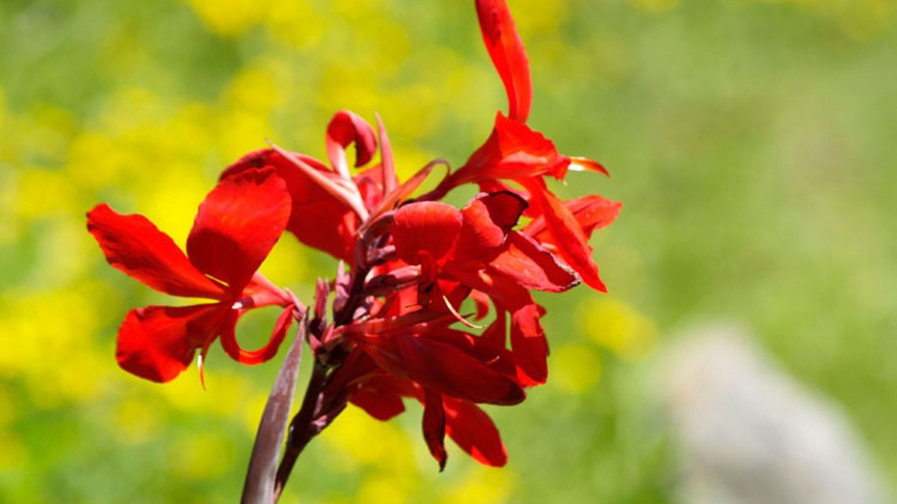 Фото красных цветов