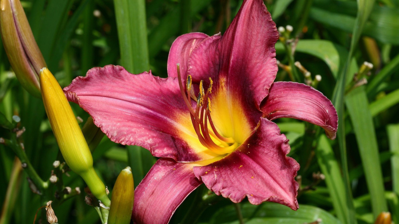 Розовая лилия