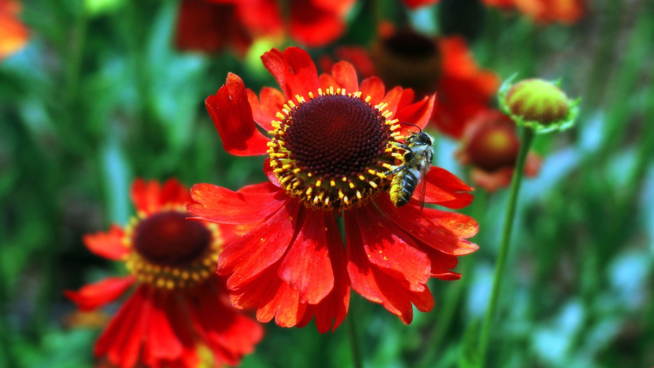 Красные цветы и пчела
