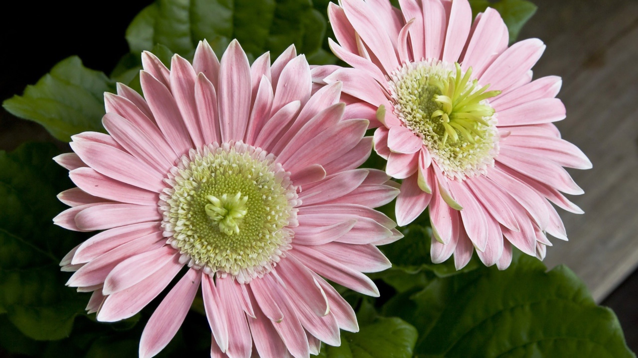 Два больших розовых цветка