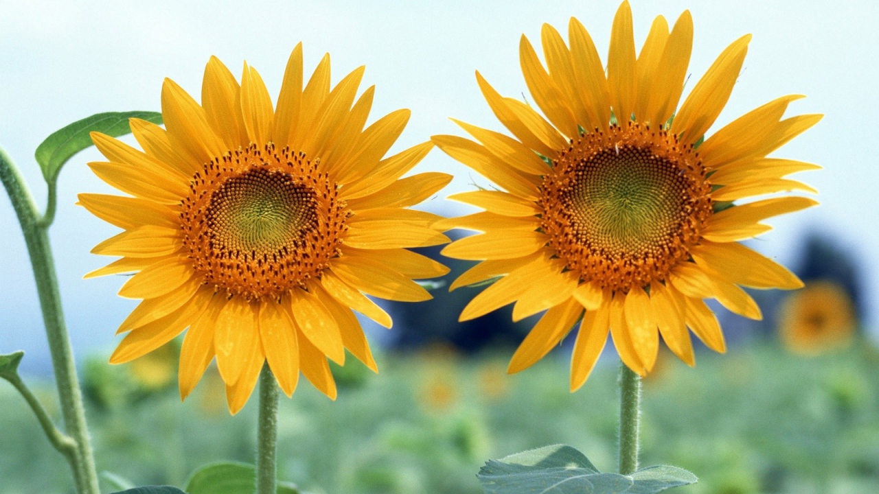 Два подсолнуха летним днем