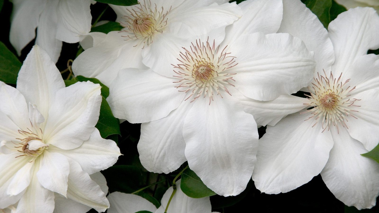 Белые цветы с нежными лепестками