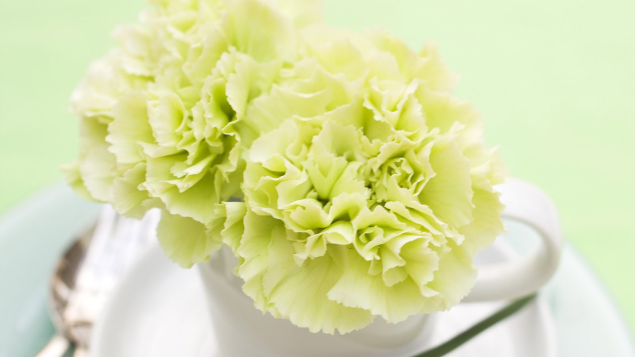 Желтый цветок в белой чашке