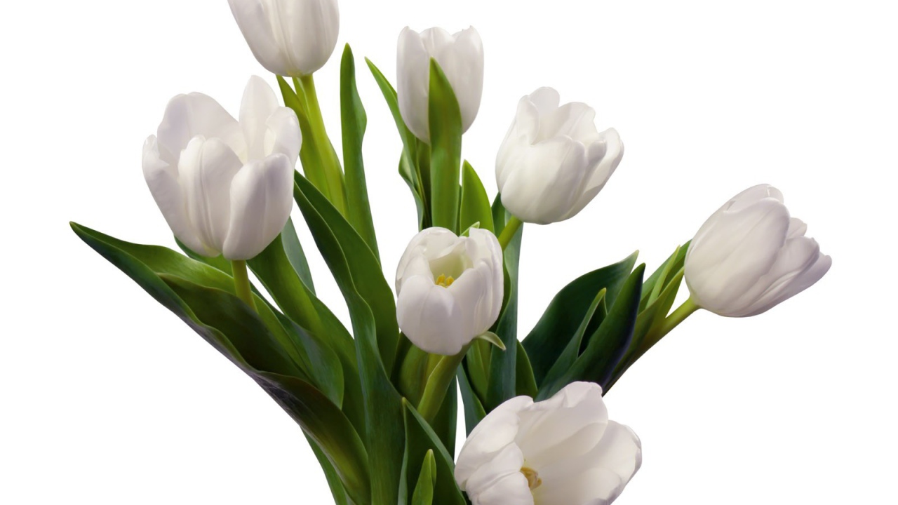 Букет белых тюльпанов