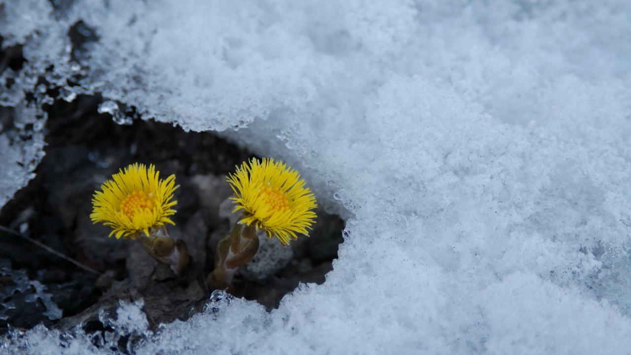 Расцвел цветок мать и мачеха