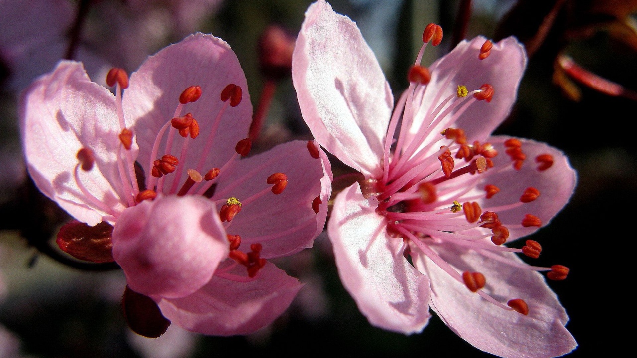 Цветы вишни