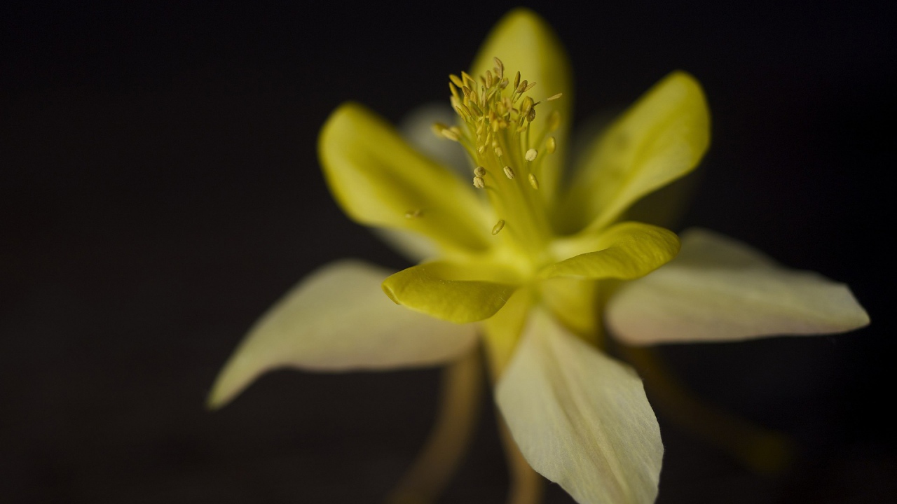 	 Flower closeup