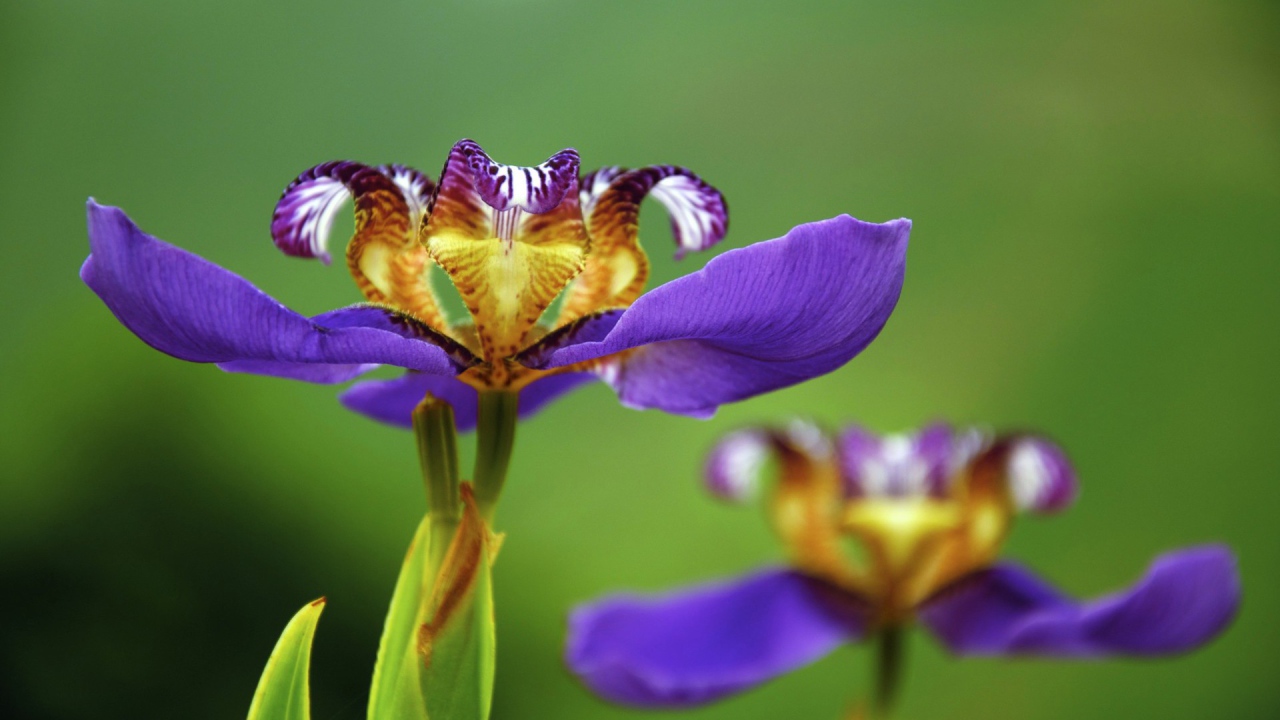 Цветок макро