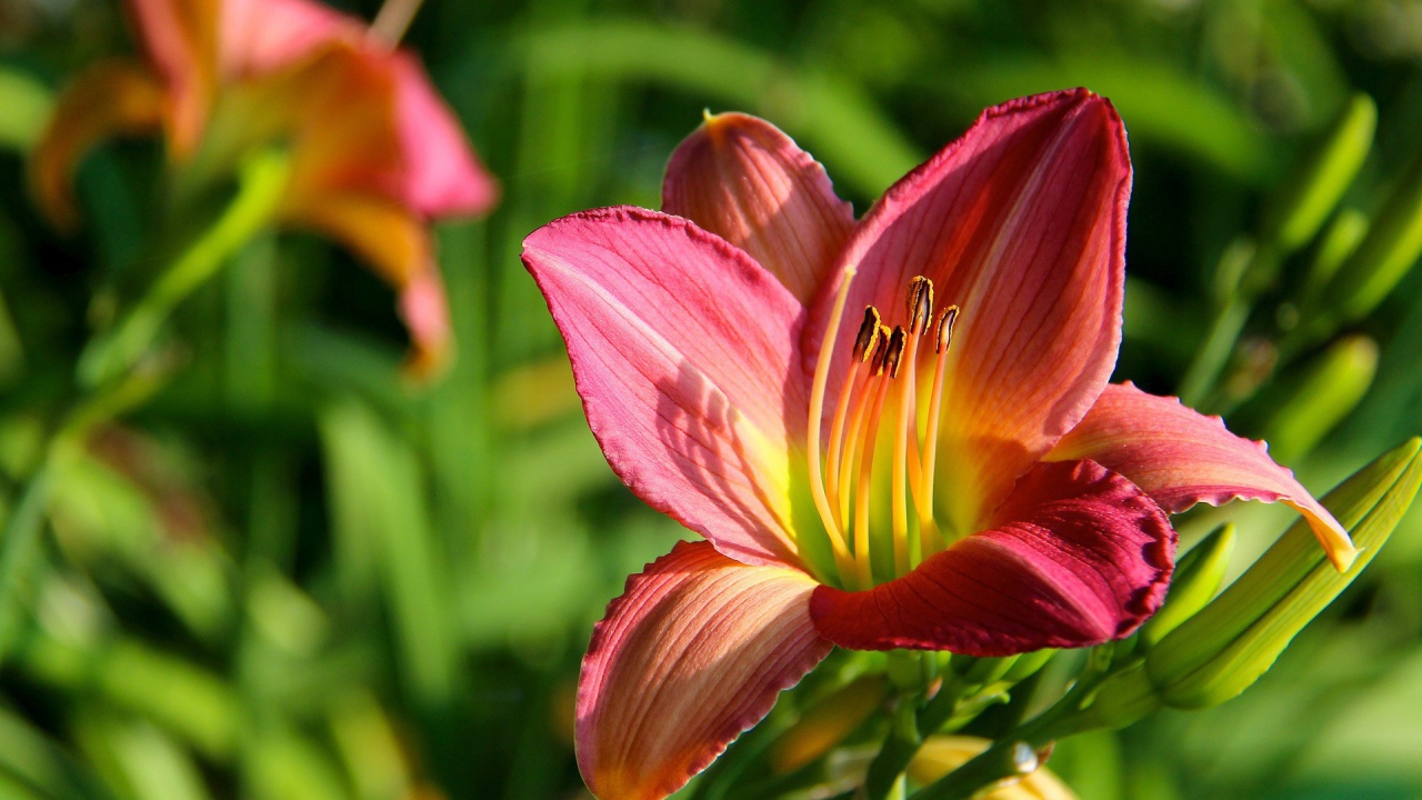 Цветок с тычинками