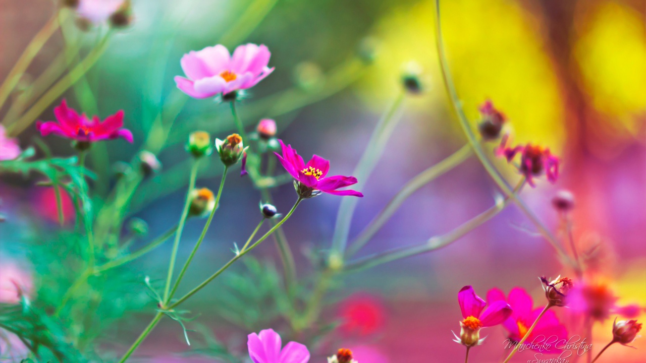 Цветы на размытом фоне