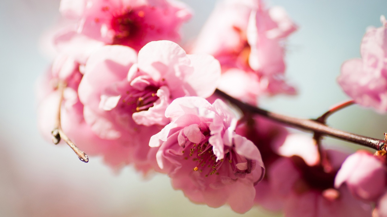 Розовое Весеннее цветение