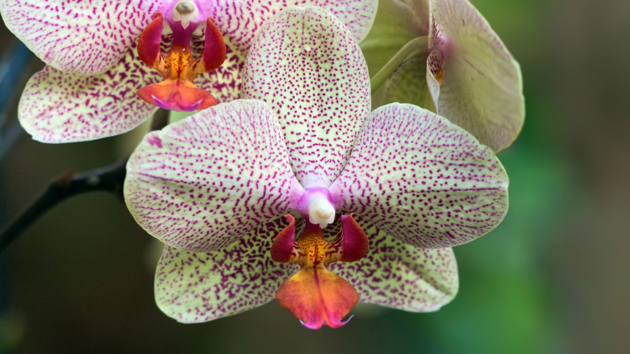 Пятнистая орхидея