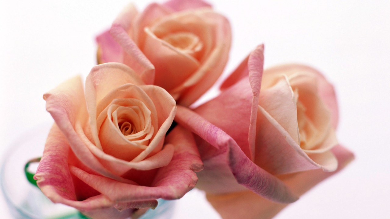 Три прекрасные розы