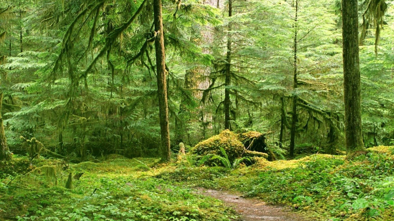 Тропинка в глухом лесу