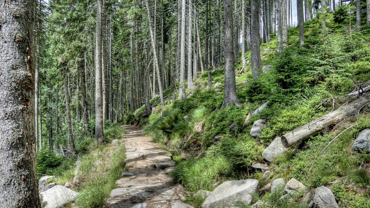 Каменная дорога в лесу