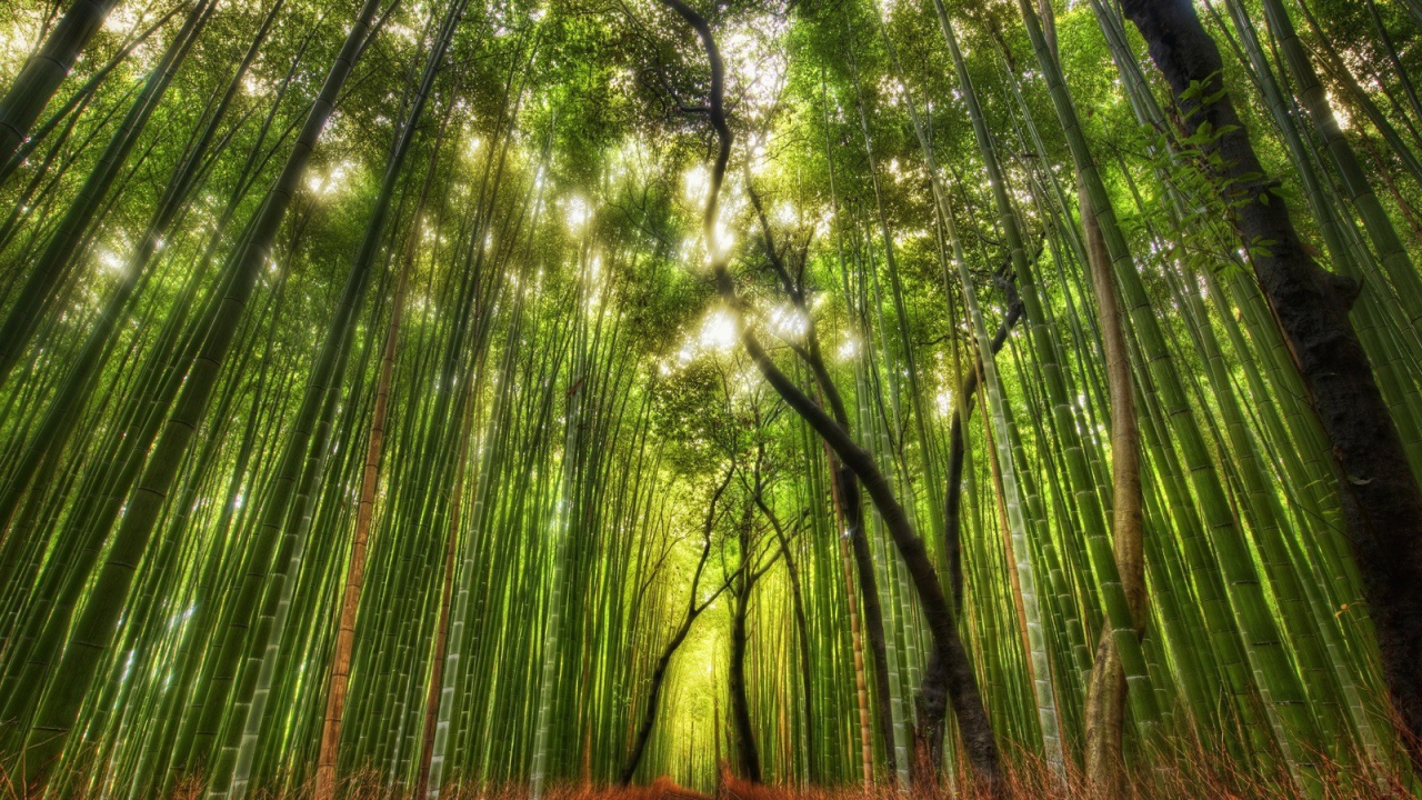  Дорога в бамбуковой роще