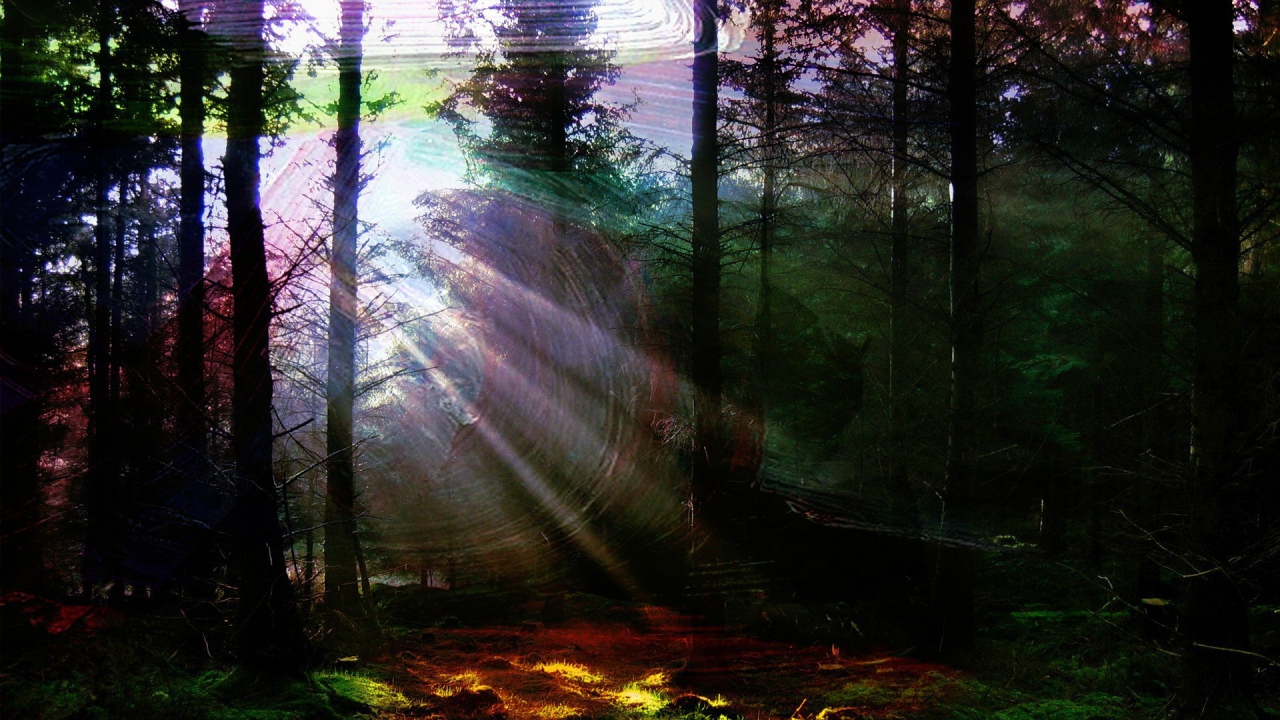 Лес в солнечной паутине