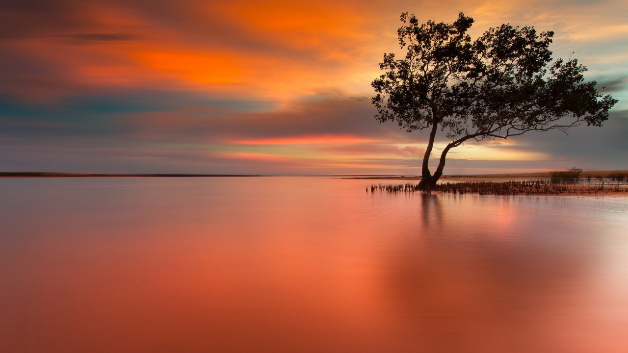 Дерево на затопленном острове