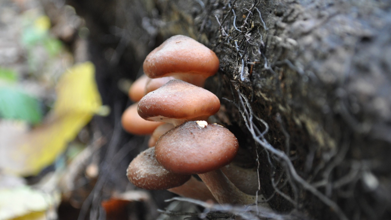 Грибы опята