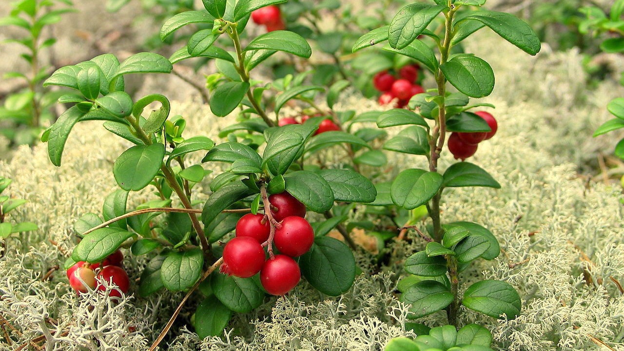 Berry cranberries