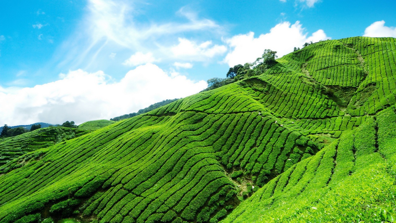 Плантация чая в горах