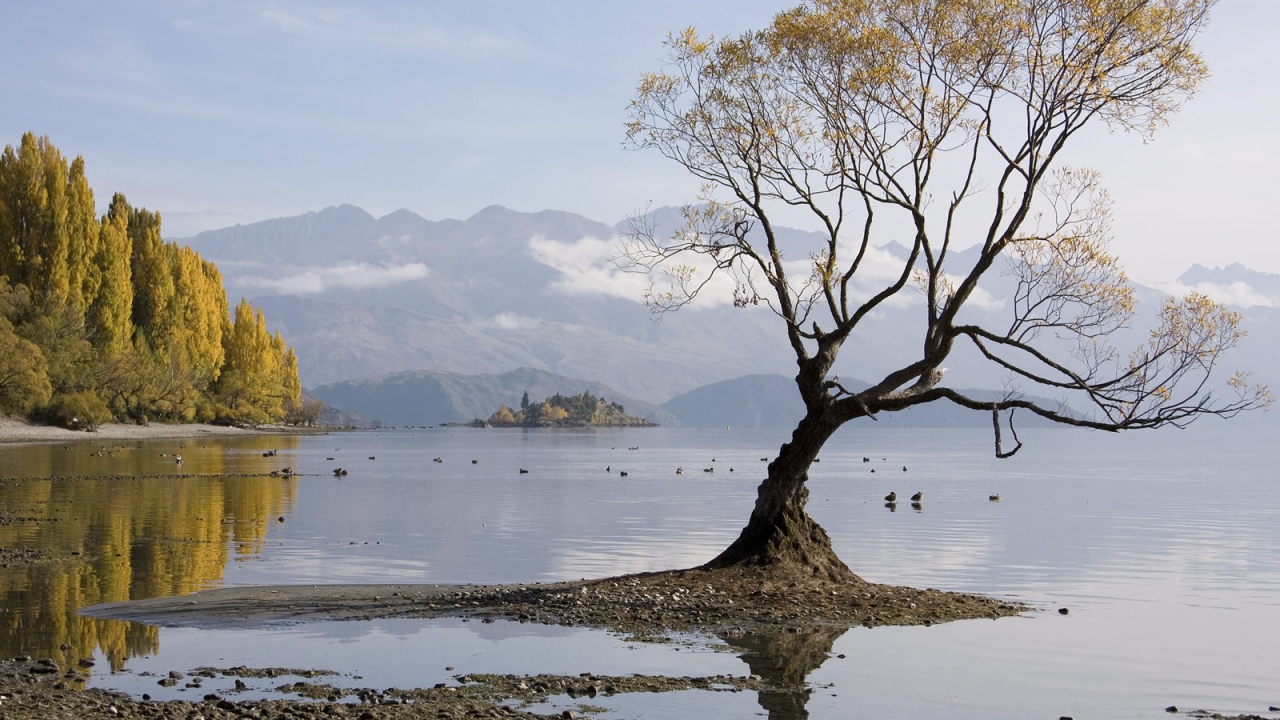 Одинокое дерево в воде