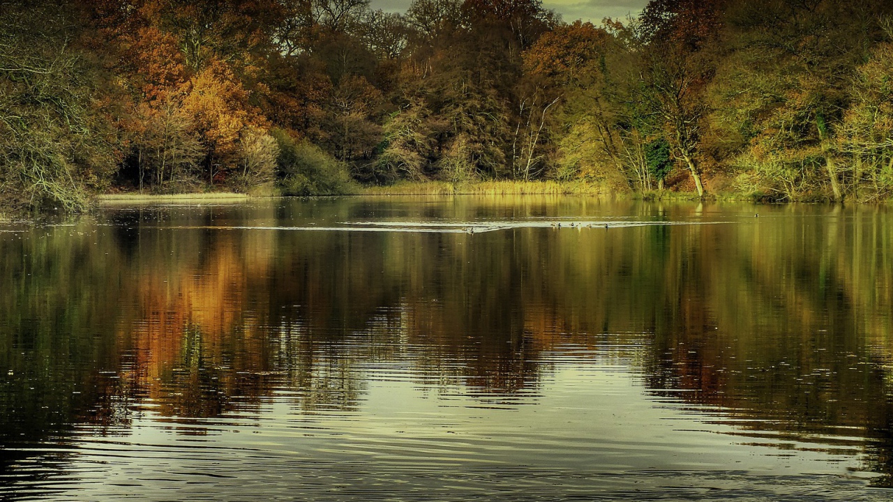 Утки на озере