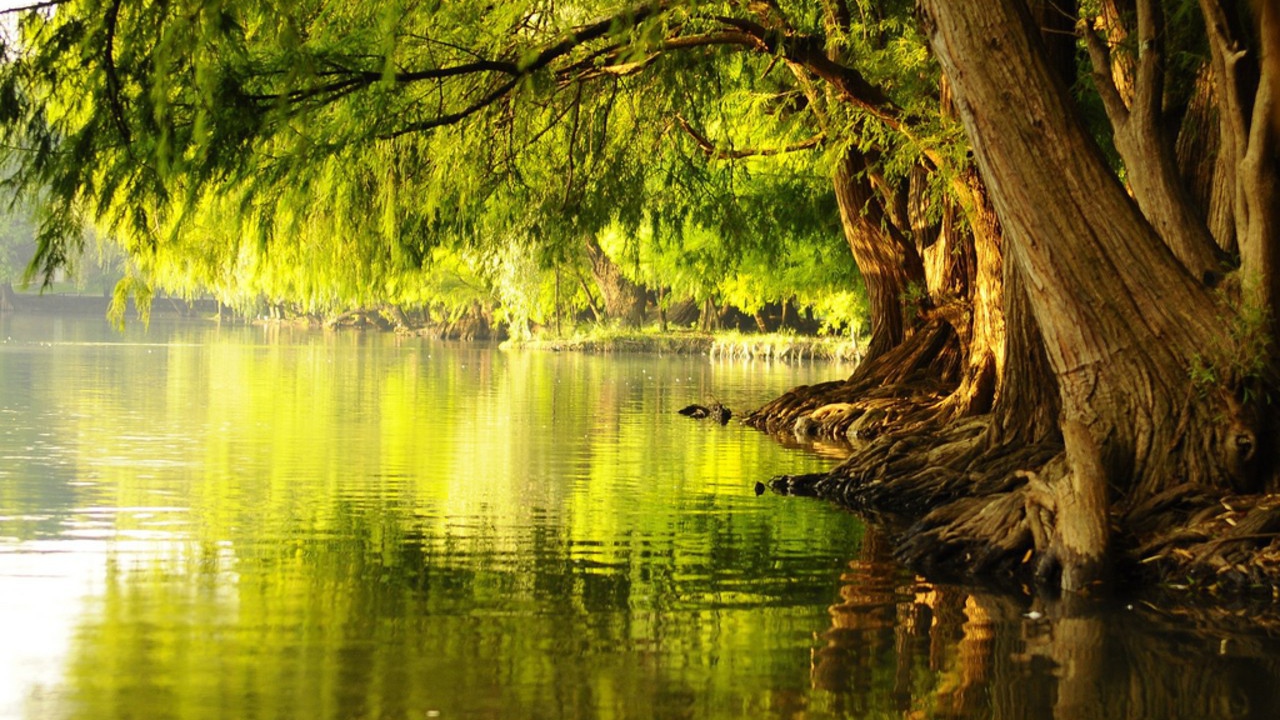 Цветущие деревья у воды