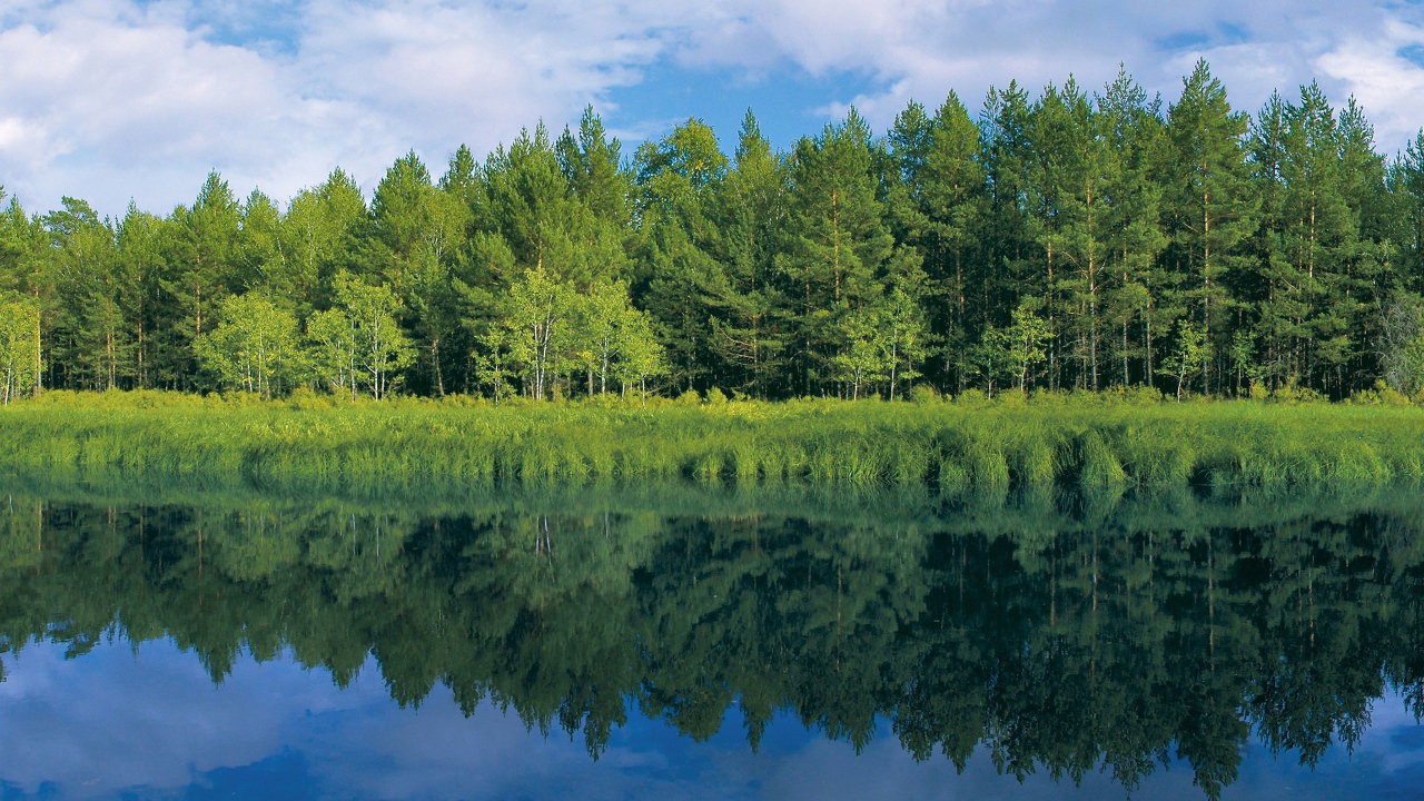 Зелень у реки