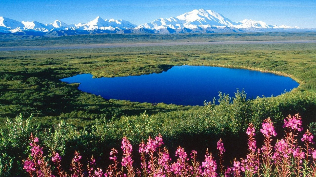 У озера цветет иван чай