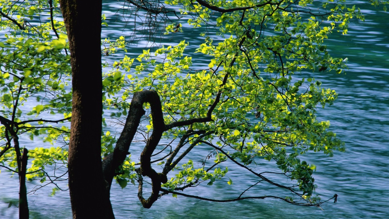 Дерево над рекой в Китае