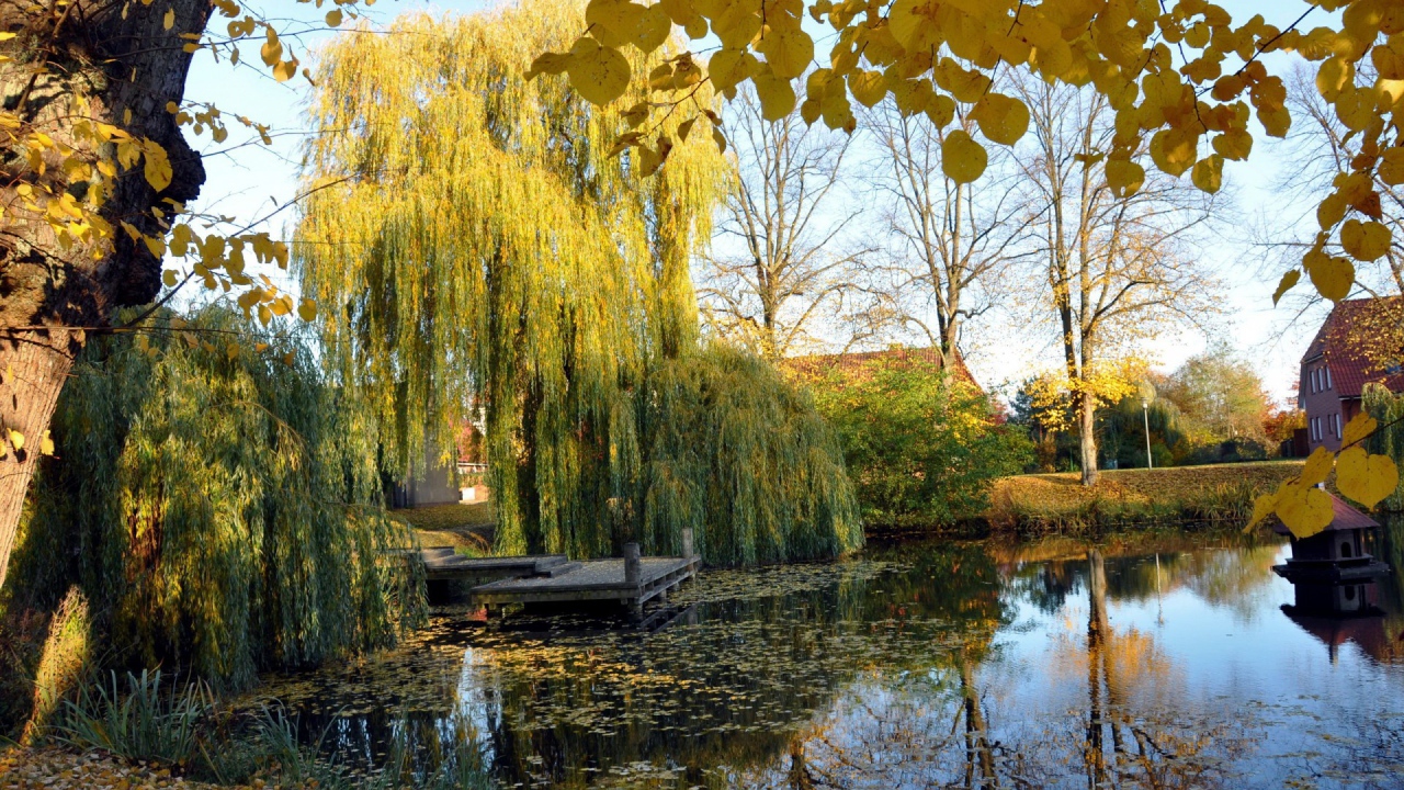 Плакучая ива у пруда