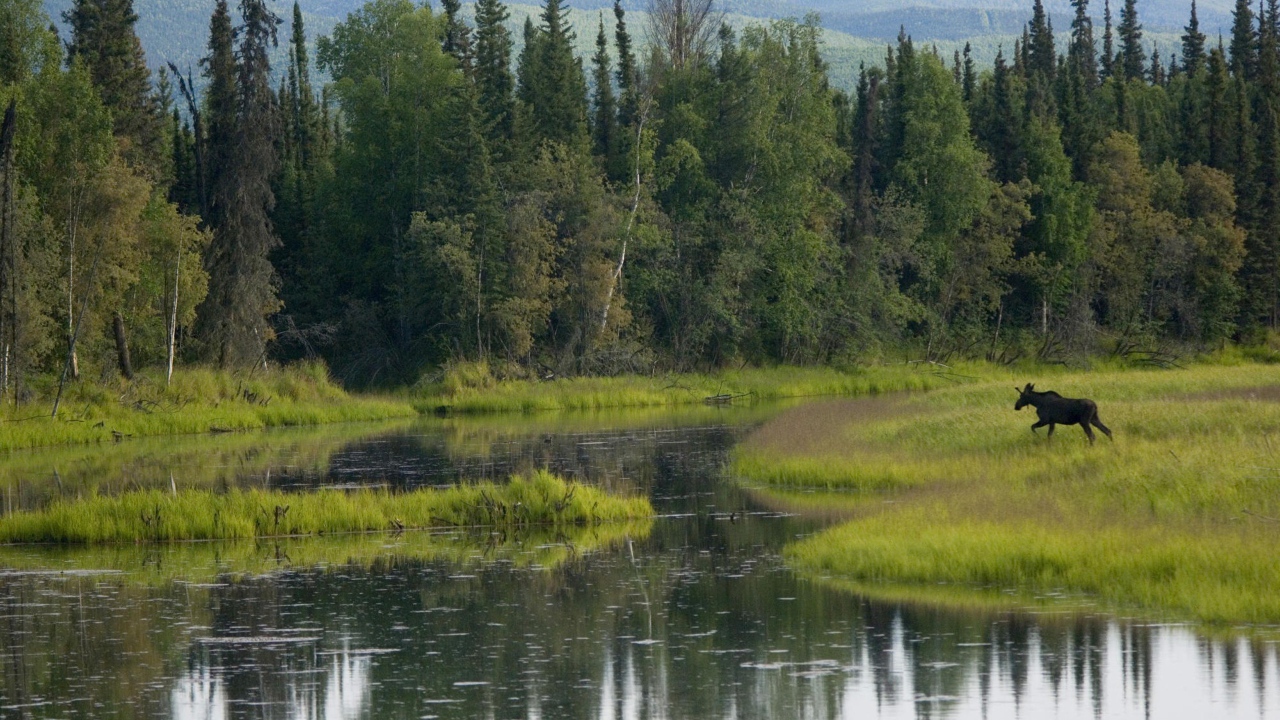 Лось бежит по болоту