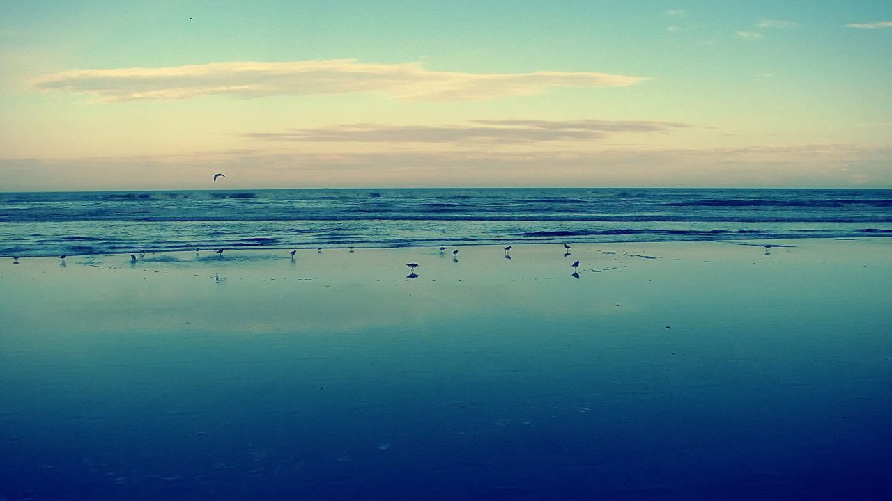 Птицы на мелководье