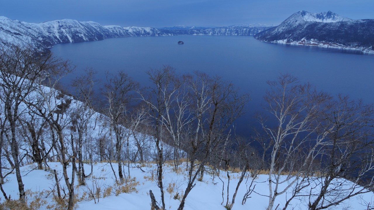 Дерево над морем