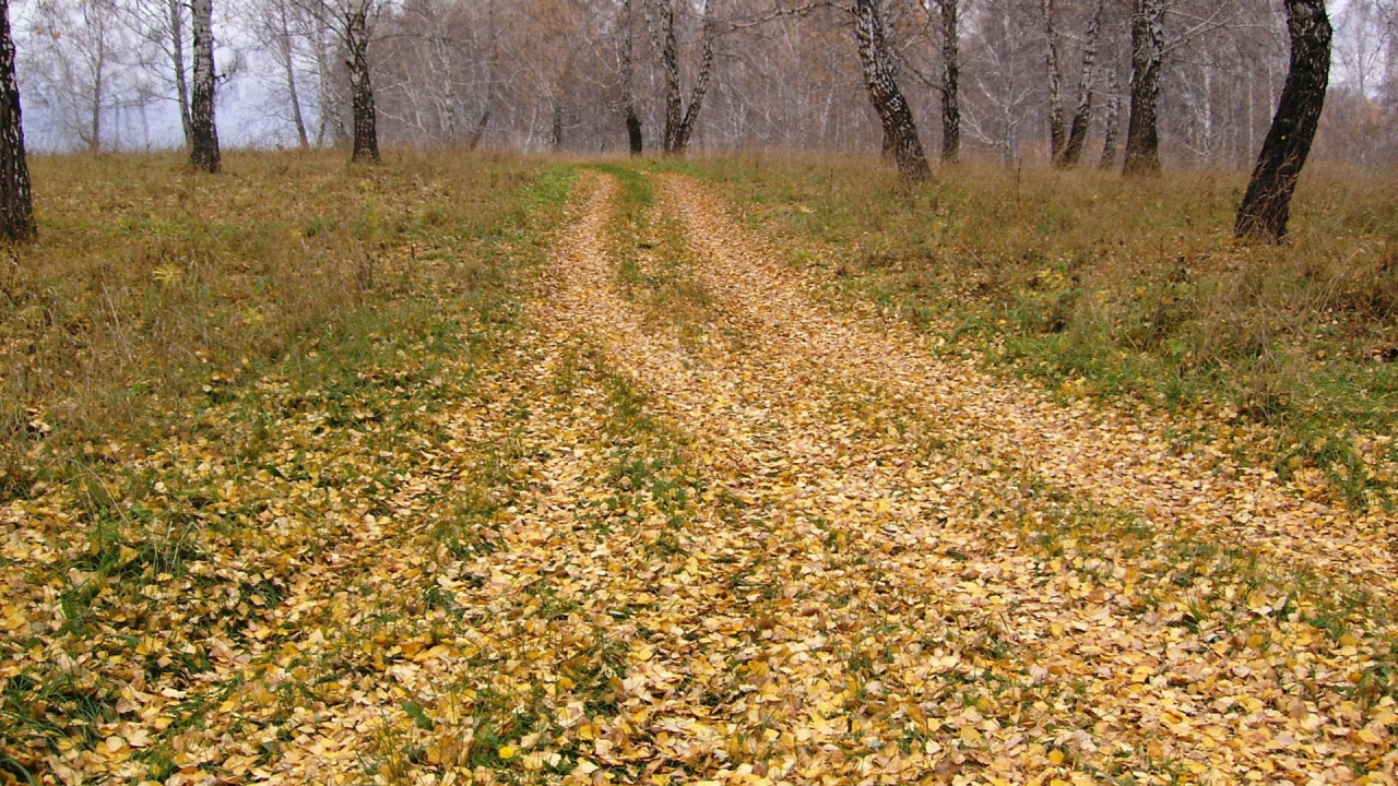 Дорога усыпанная листьями