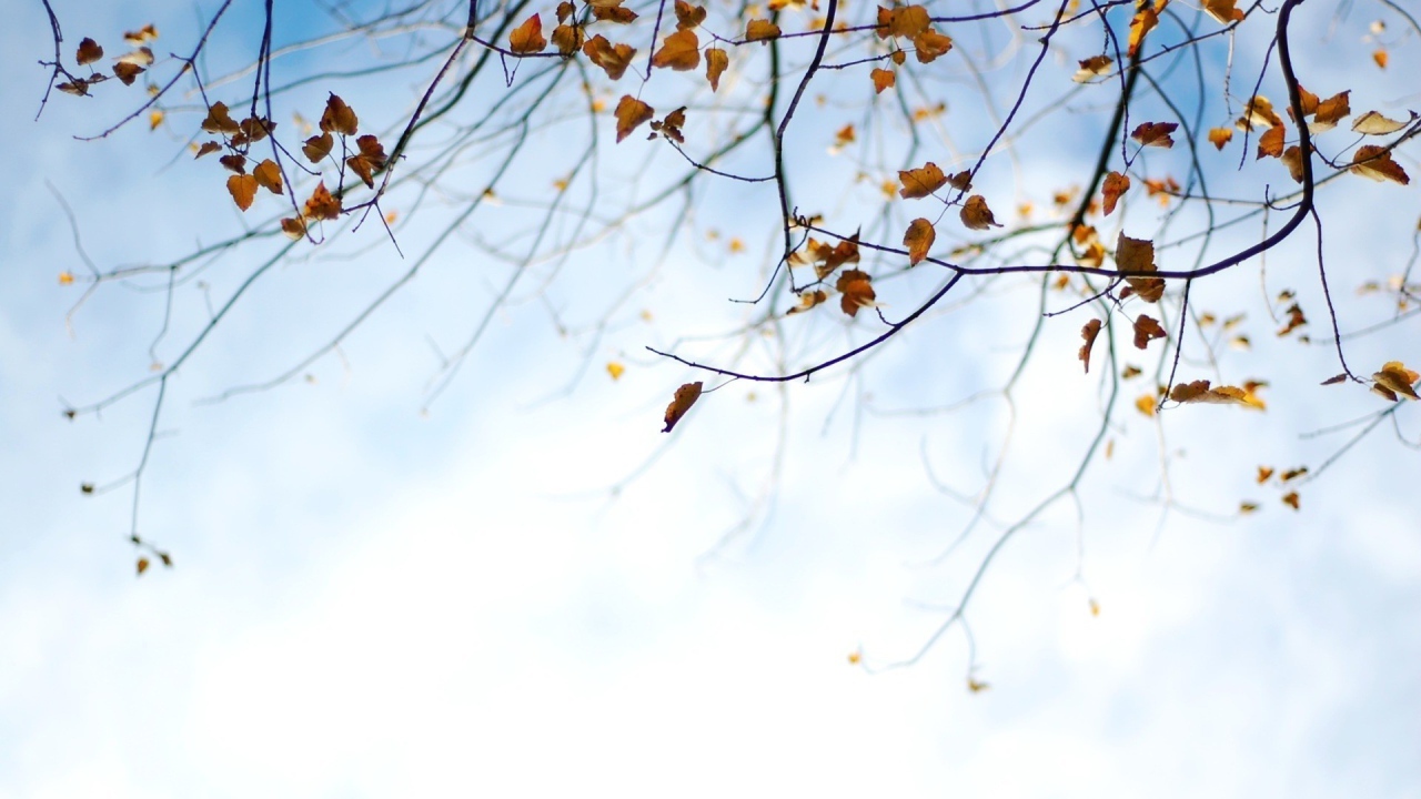 Фоновый рисунок осень