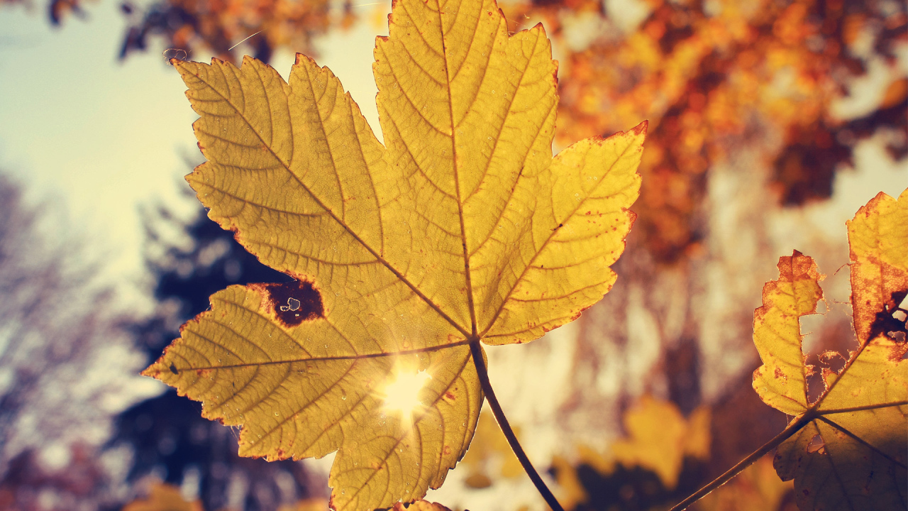 Осенью листья смотрет на солнце