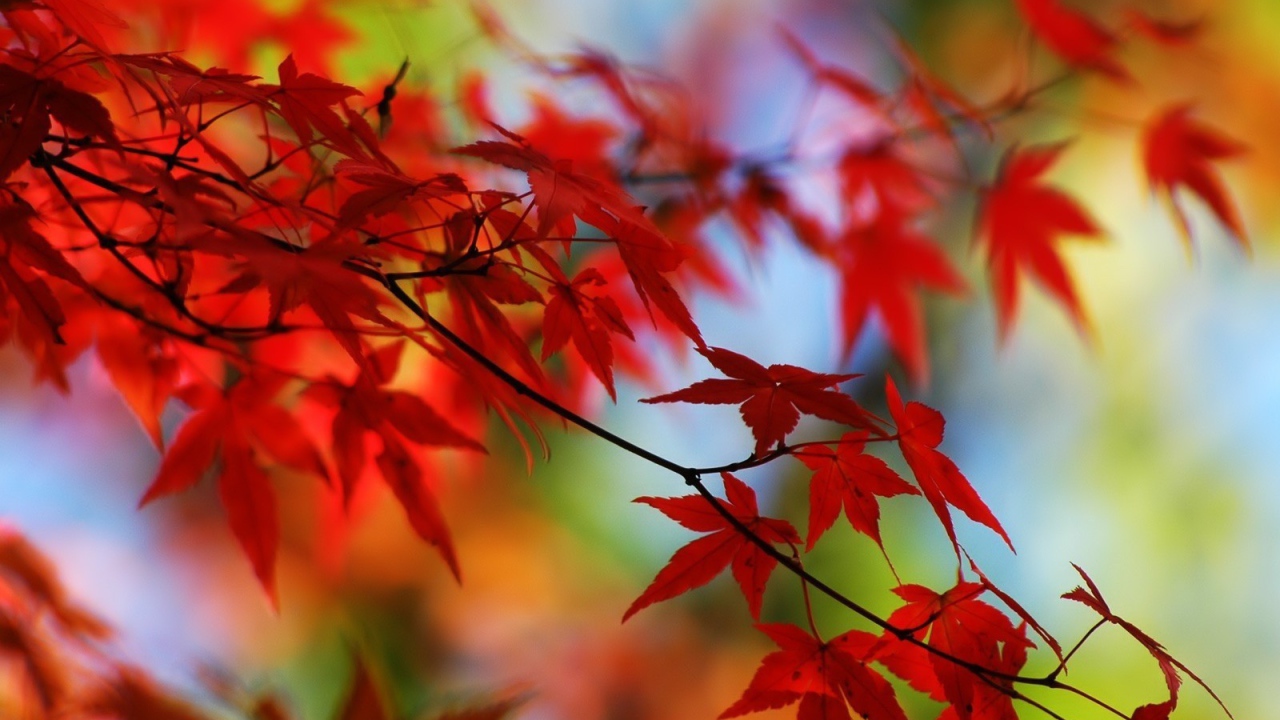 the red leaves of the autumn