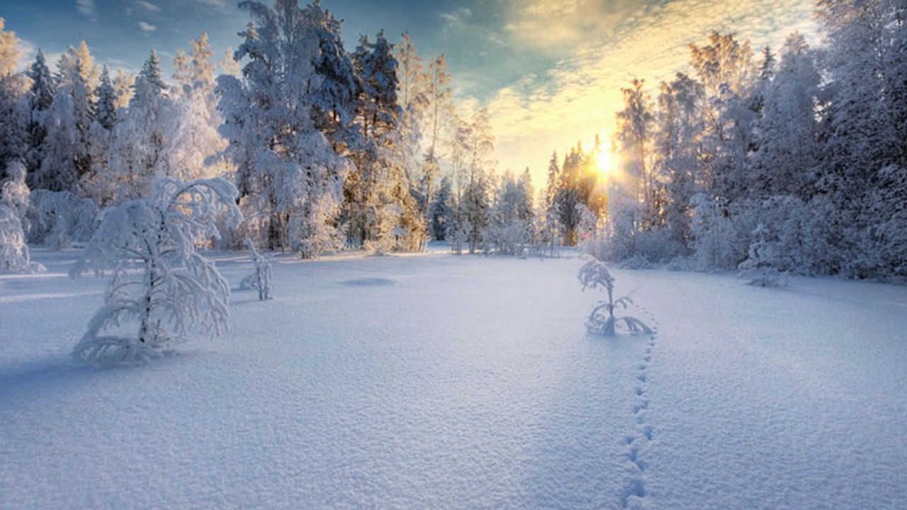 Закат в белом  заснеженном лесу