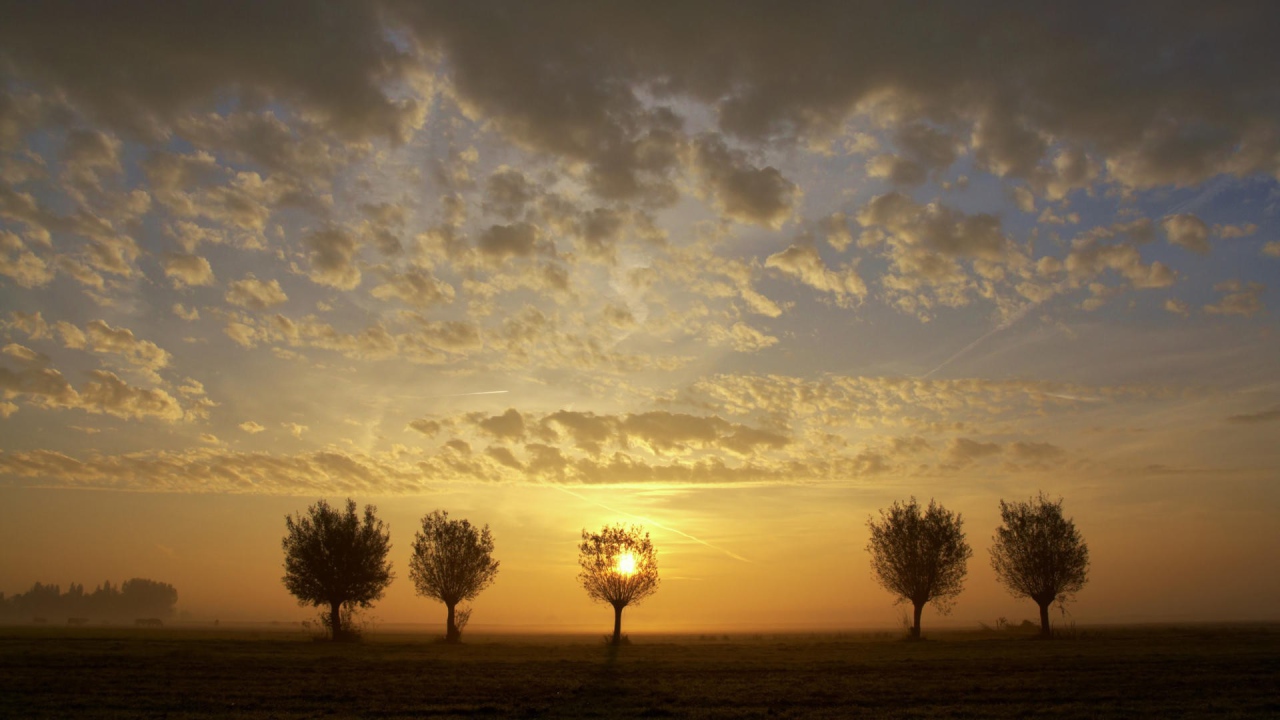 Закат за деревьями