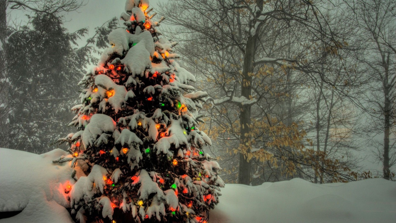 Новогодняя елка в лесу 2014 год