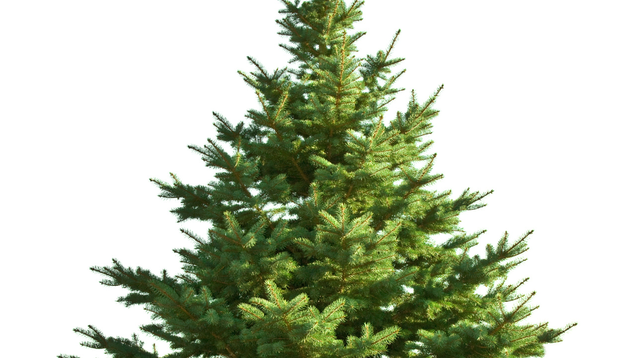 Новогодняя елка без украшений