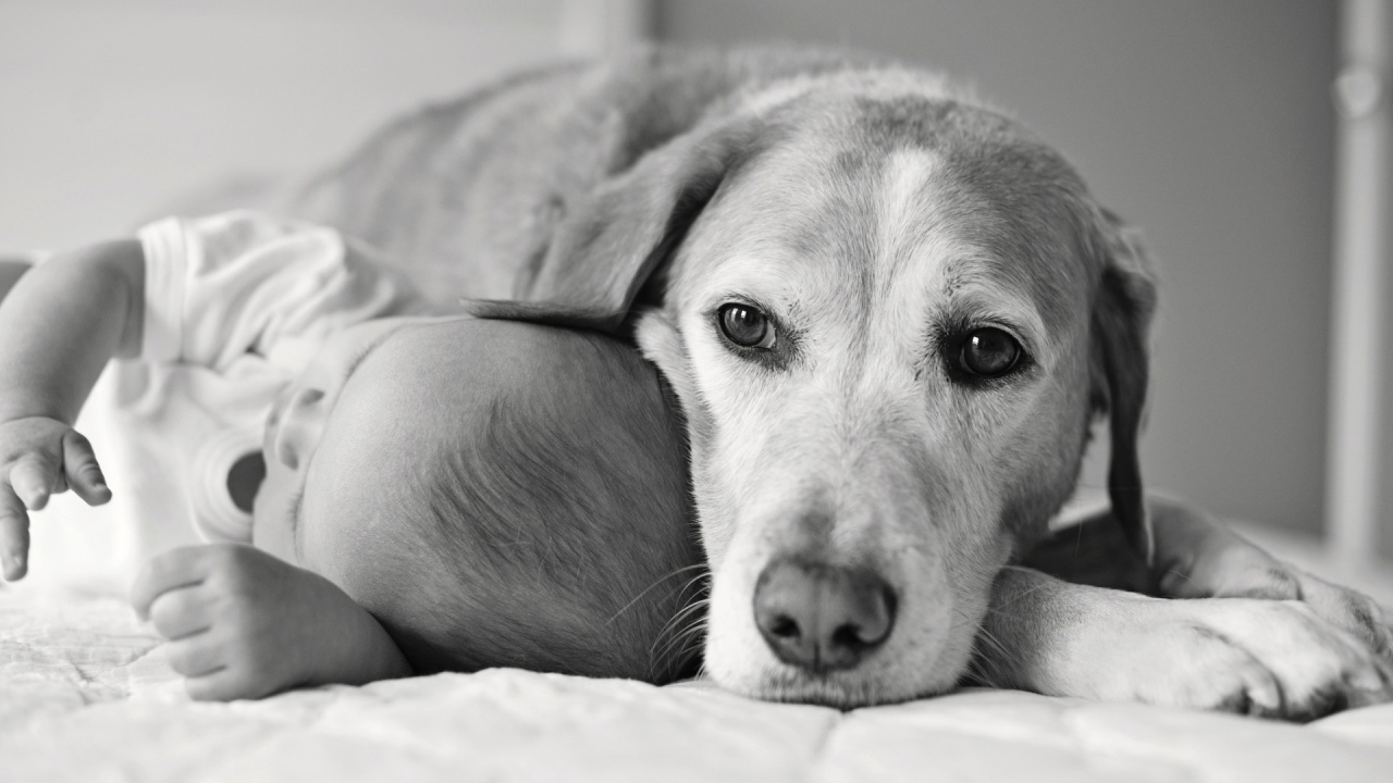 Собака спит с ребенком