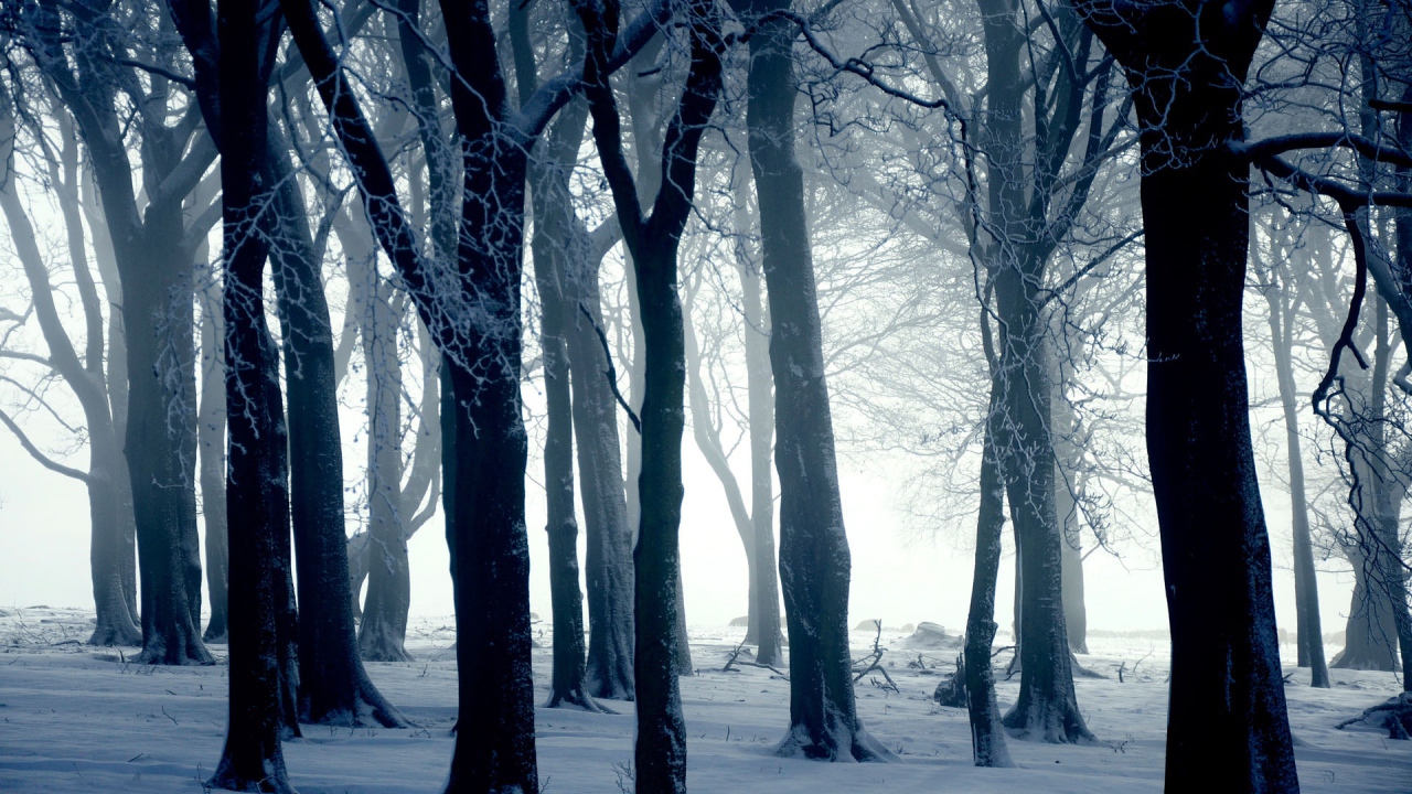 Silhouettes of trees in winter forest