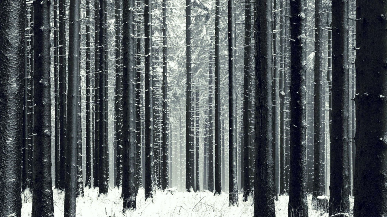 Slender winter forest