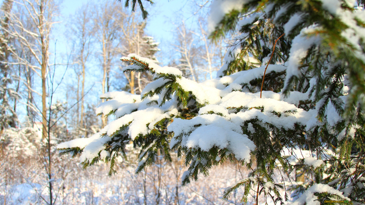 Заснеженная ёлка в зимнем лесу