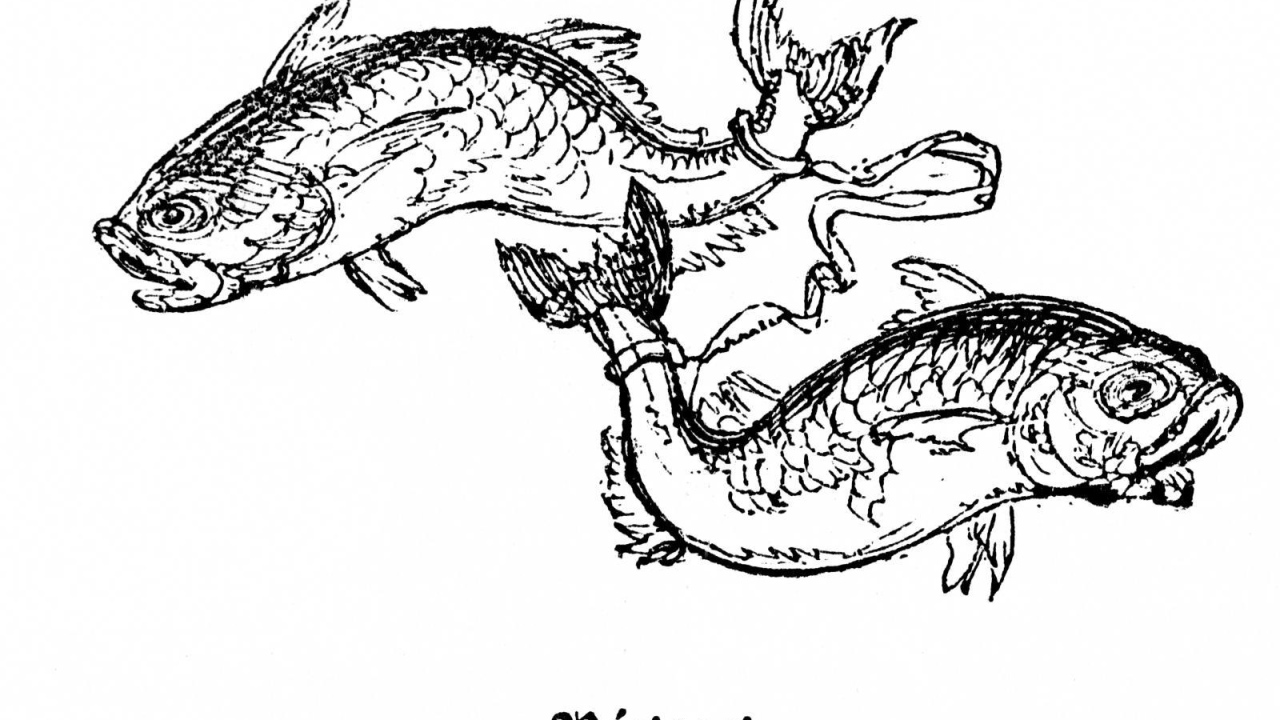 Рыбы на белом фоне