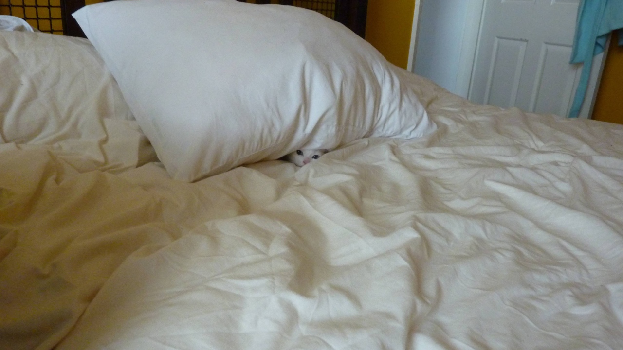 Find the cat in the bedroom
