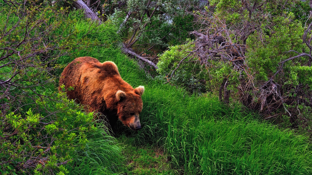 Медведь в лесу